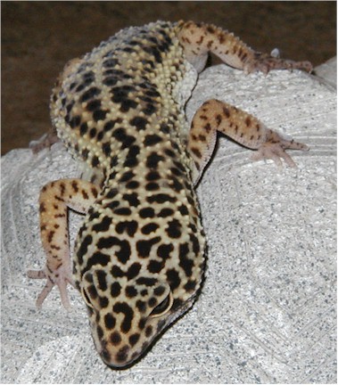 sparky-1.jpg (65702 bytes)
